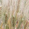 It’s a simple graphic or photograph of khapli / emmer wheat farm