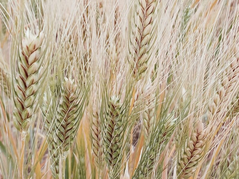 It’s a simple graphic or photograph of khapli / emmer wheat farm