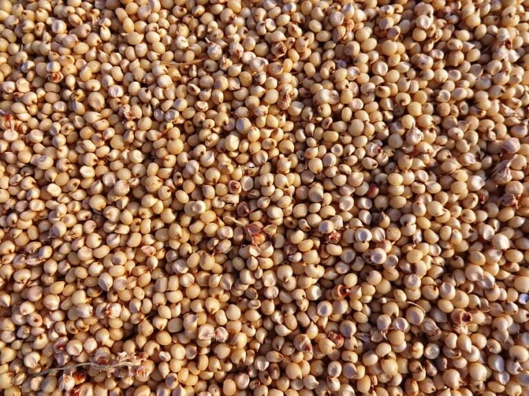 Jowar grain (Sorghum)