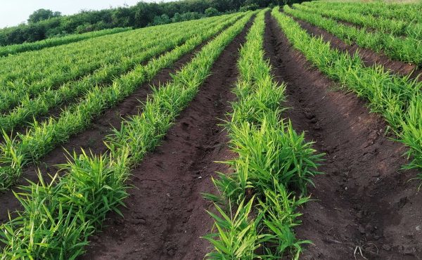 Turmeric farm